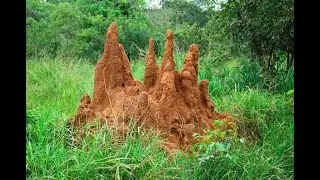 Le Pouvoir Mystique des Fourmili&egrave;res africaines.