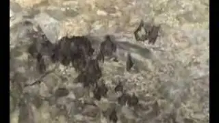 Vleermuizen/Bats  Bonaire