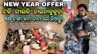 New year offer! 50 ଟଙ୍କା କମ ଦାମ ରେ ନିଅନ୍ତୁ ଟର୍କି ସୀଲକି ଚାଇନାକୁକୁଡ଼ା!