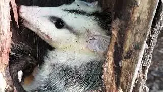 o gente olhar o sarigue no ninho com seus filhotes  FILHO DO SERT&Atilde;O-3