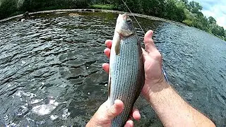 p&ecirc;che &agrave; la mouche s&egrave;che et &agrave; la nymphe sur la Dordogne