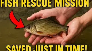 Fish Rescue Mission | Saving a Life Back to Water . #FishRescue #Nature #Kindness #fishing #fish 