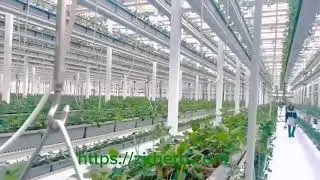Hydroponic vertical strawberries growing in greenhouse