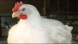 Haryana,Mota-76,Tandoori-82,Delhi Mota-82,Tandoori-95,Poultry Broiler Egg Price All India 10-12-2018