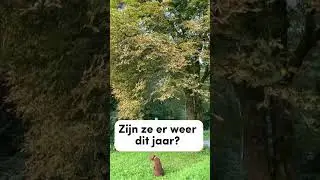 Wilde kastanjes 🌰 als goedkoop wasmiddel. Het kan!👍 #wasmiddel #wasmiddelmaken #wasmiddelzelfmaken