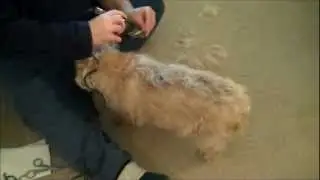 Aunt Duddie Asks Where's The Best Place to Give the Dog a Haircut?