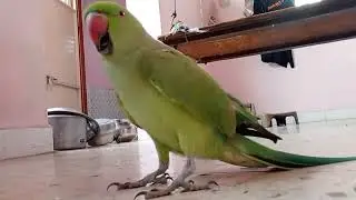 parrot cute voice || 🦜✨ || lovely parrot lover || 💫💖 || #parrot