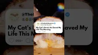 My Cat&rsquo;s Heroic Act Saved My Life This Morning 😇🐈 Reddit Stories