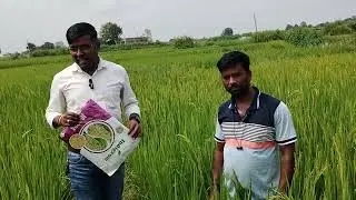 INDIGROW IG 2324 इंडिग्रो IG 2324 धान#farming 
