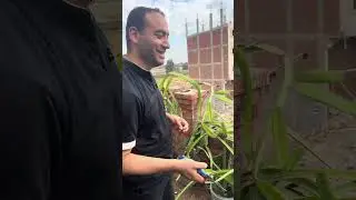 كيفيه زراعه الدراجن فروت وعقل ببلاش عند الدكتور👍❤️١٣ أكتوبر، ٢٠٢٥