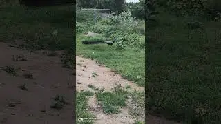 Peacock, #indianpeafowl, #bluepeafowl,  #pavocristatus, #birdlovers , #birdlove , #peacocklover ,