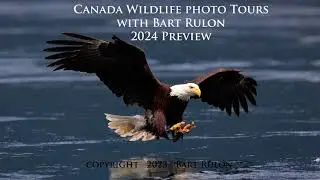 2024 Canada Wildlife Photo Tours with Bart Rulon