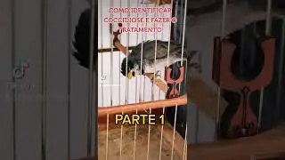 como identificar COCCIDIOSE em sua ave e tratar