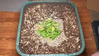 Worm Wednesday Feeding Vermihut Feeding #wormswithrick #vermicomposting 