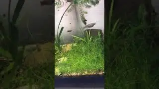 Don&rsquo;t keep mosquito fish ☠️