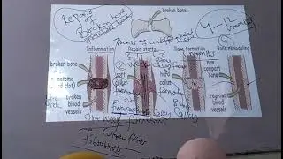 Chp2 bio lec7 class 12th sum academy larkana 