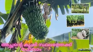 അച്ഛന്റെ കൃഷി സ്ഥലത്തേക്ക് 🌱🌾#nature #minivlog #krishi#kerala 