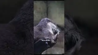 Der Fischotter hat ein Problem #shorts #wildlife #animals #otter