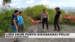 Lima Ekor Penyu Berhasil Diselamatkan Polisi di Mamuju - iNews Pagi 09/10