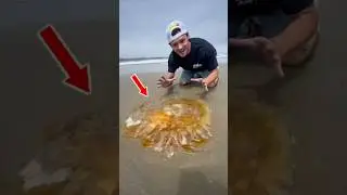 ЭТО ОГРОМНОЕ животное вынесло на берег после цунами! #животные #природа #шорты