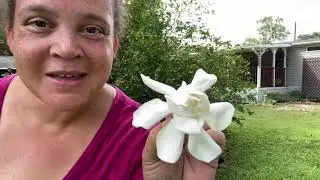Reset Prune: Cutting Back the Giant Mother Bush Gardenia