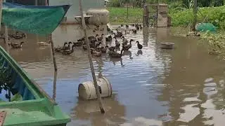 Birds Farm - Live show Flooding of ducks farm - Duck can't eat food | Flooding Ducks Farm Video 2022