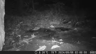 Face-washing Behaviour of Ural Owl in Muddy Puddle