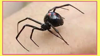 Bitten By a Black Widow? Only If You Dis Them...