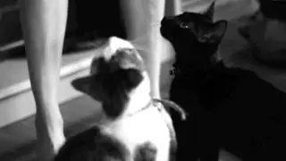 A Cat's Guide To Caring For A Human