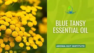 Blue Tansy Essential Oil Benefits and Uses