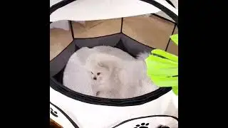 Petopvilla&trade; Portable Cat Dog Crate