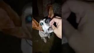 Basset Hound Eating in Slow-Mo