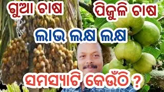 Commercial Areca Nut/Bettle Nut/Supari Farming | Thai Seven & Taiwan Pink Guava Farming in Odisha