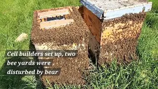 Cell builders set up, two bee yards were disturbed by bear.