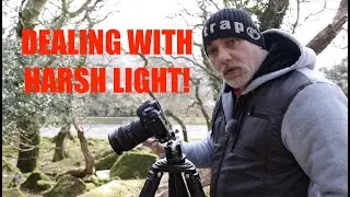DEALING WITH HARSH LIGHT IN WOODLAND PHOTOGRAPHY.
