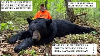 HUGE BLACK BEAR TAKEN BY MATT WALLER SUPER BIG BLACK BEAR @ BEAR TRAK OUTFITTING 2025
