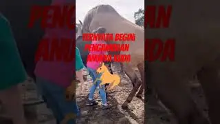 Horse embryo transfer process || transfer embrio kuda