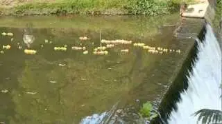 Elkin Valley Trails Association Duck and Turtle Regatta 2012, Part one