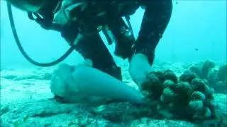 REVIEW - Coral Reef Transplantation by cementing [Whole process]