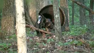 Strollin' Tom- Gobbler Down