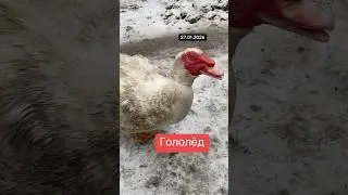 Обледенение Гололёд Мускусная утка