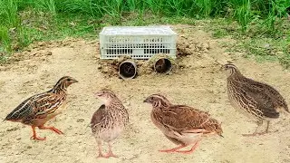 Creative Unique Underground Quail Bird Trap Make From 3PVC Pipe and electric fan guard Work 100%