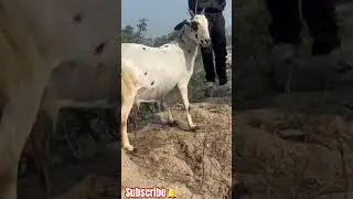 💥₹18500🐐 #बकरी #barbari #goatfarming #sojat #goatfarm #kota #palai #saanen #viral #goatforsale 💫