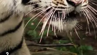 Awakening Kin, sleeping Tiger King