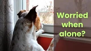 What to do if your dog has separation anxiety