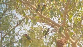 Red-throated Bee-eater