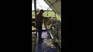 Peakhandler Fast Crutching