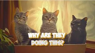6 Weird Cat Behaviors Explained!