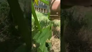 Pruning zucchini the PROPER WAY! MUST WATCH. #garden #useful #zucchini