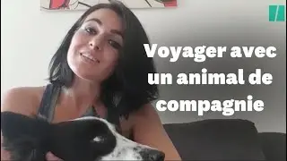 8 conseils pour voyager avec votre chien